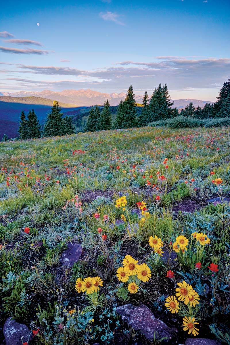 A beautiful field of vibrant wildflowers under a clear blue sky, illustrating the serenity of spring.